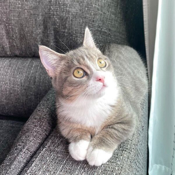 まったりするしらすくん