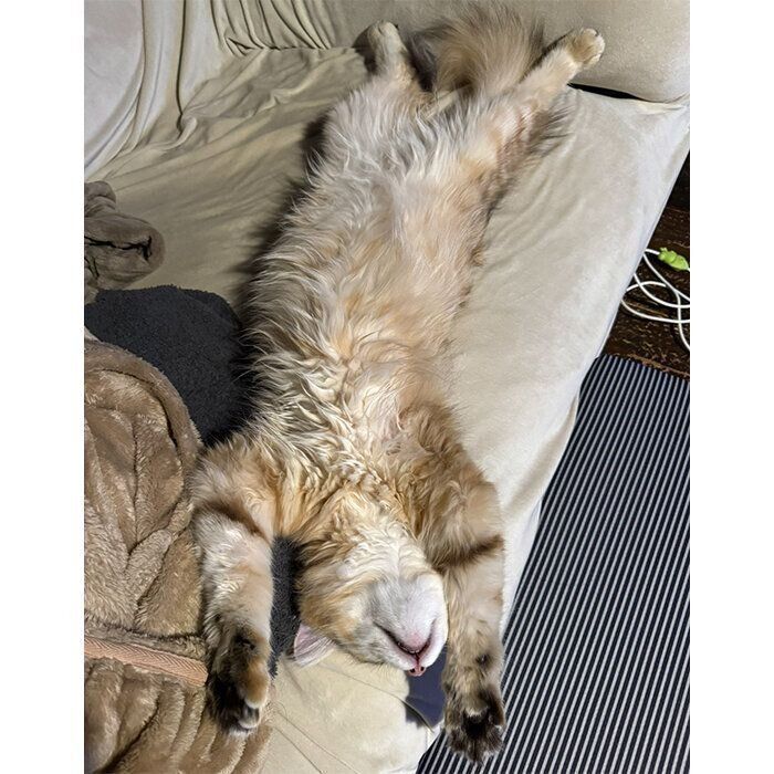 “バンザイ寝”をするブランくん