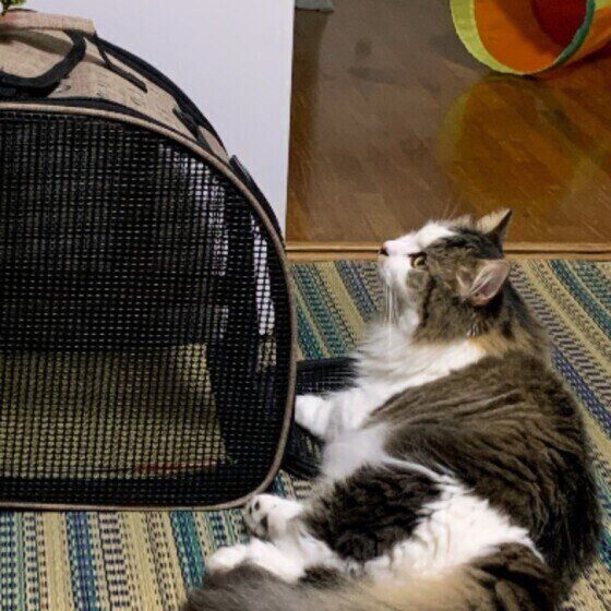 マンチカン・ロングヘア福太郎くん♪