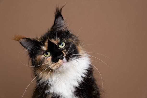 頭を傾けるメインクーン