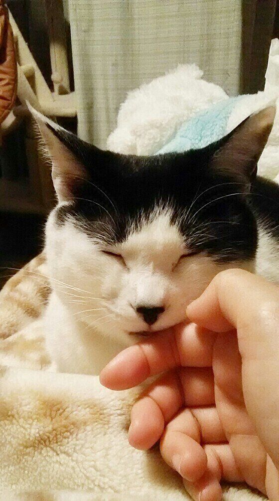 舐めながら寝たエルちゃん