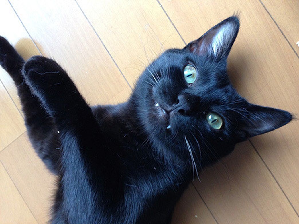 新たな猫家族2 残念なイケメン猫 揺るぎなきセツstyle Vol 18 ねこのきもちweb Magazine 新たな猫家族2 残念なイケメン猫 揺るぎなきセツstyle Vol 18 ねこのきもちweb Magazine