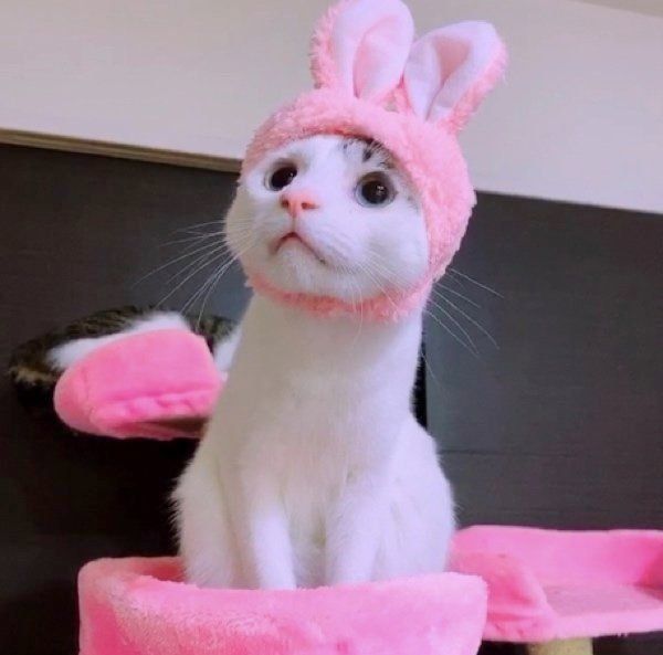 被り物をかぶるみんとちゃん