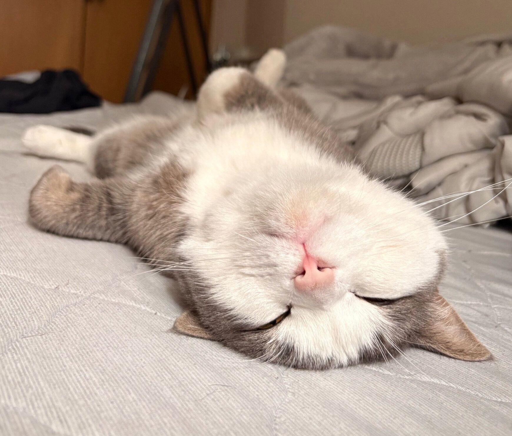 飼い主さんのベッドでヘソ天する白スケくん