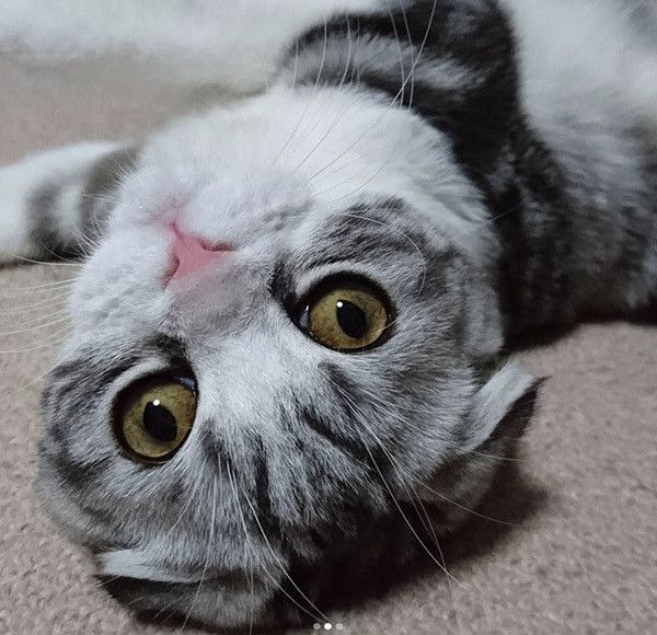 見つめるスコティッシュフォールド