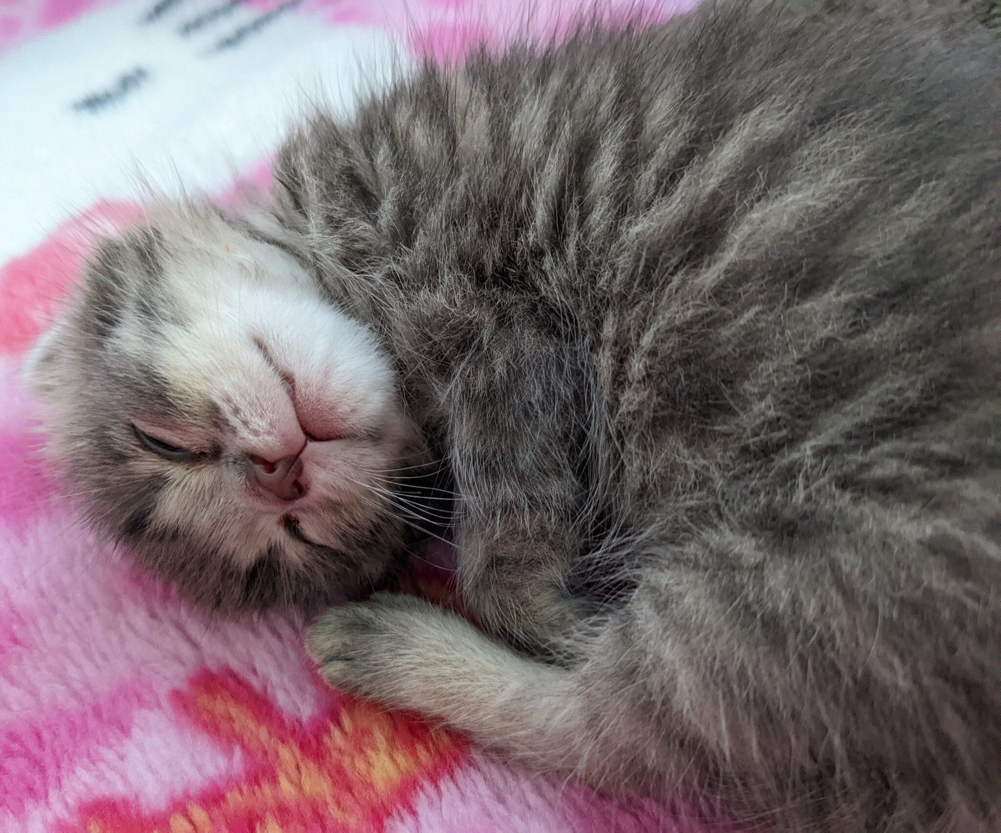 眠っている子猫