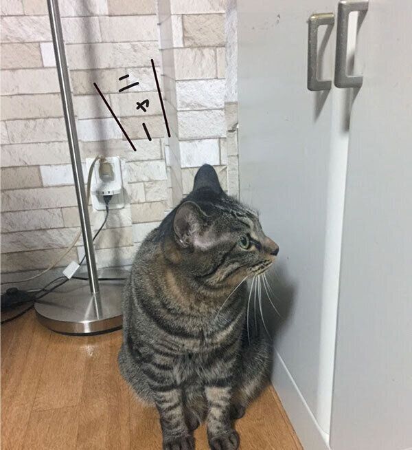 扉の前で鳴くいろはちゃん