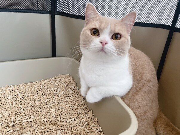 見つめるみりんちゃん