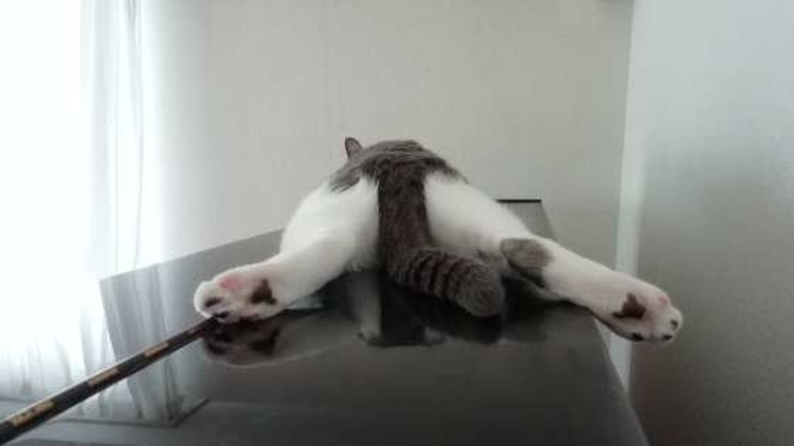 気づいてあげたい 猫が心を開いている人にだけ見せるサイン ねこのきもちweb Magazine 気づいてあげたい 猫が心を開いている人にだけ見せるサイン ねこのきもちweb Magazine