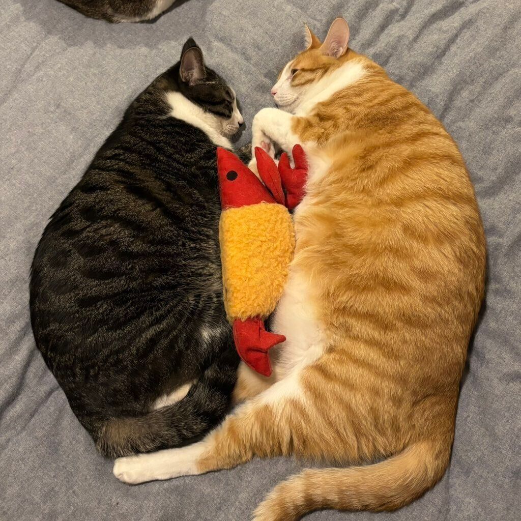 現在のカノアくん、カイくん