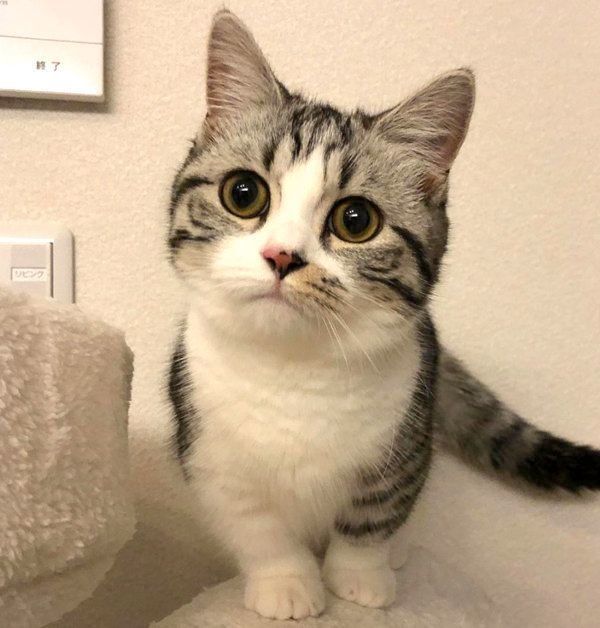 まんまるお目めのマンチカン