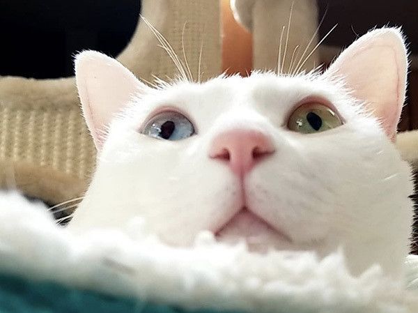 オッドアイの猫