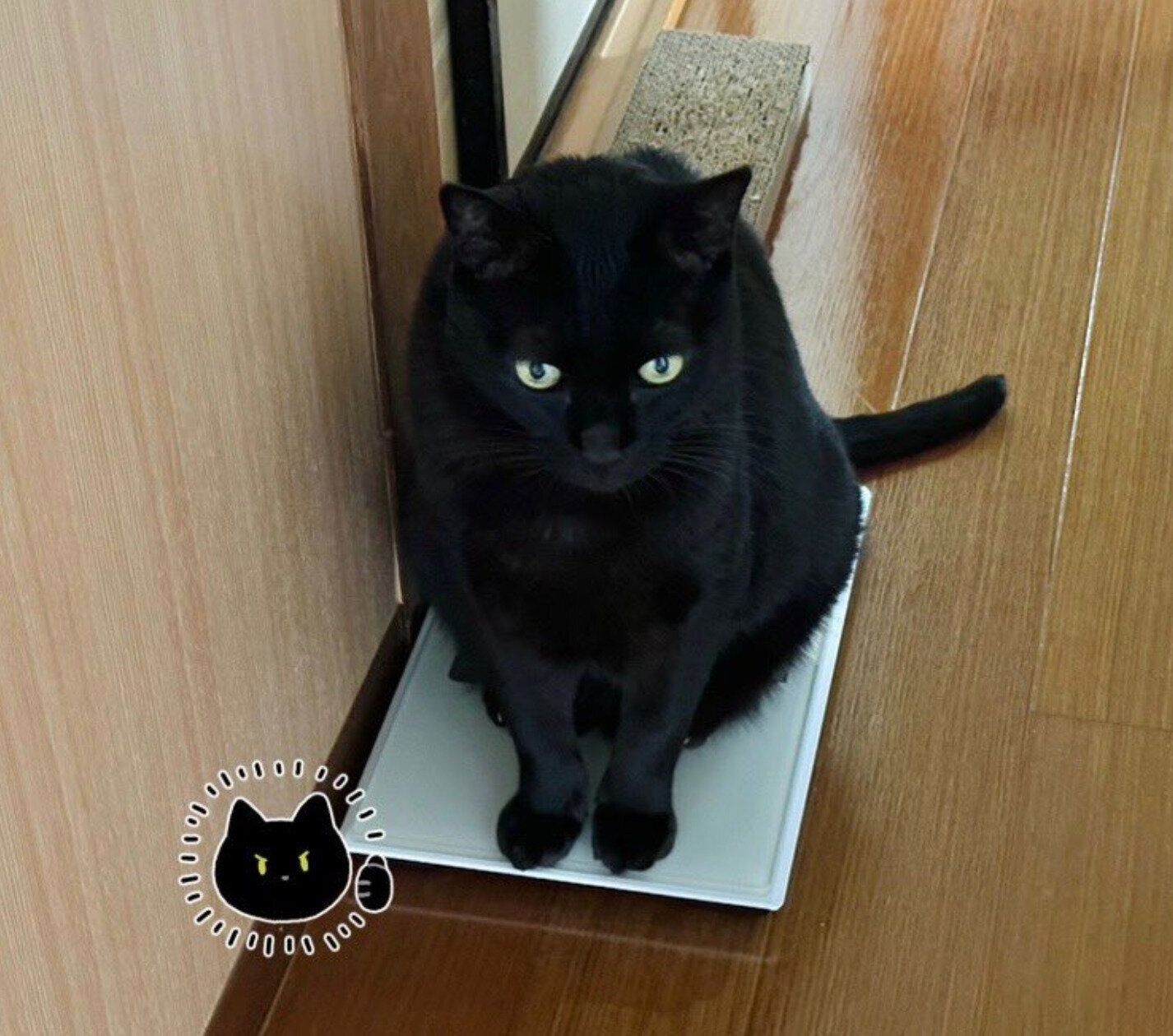 体重計に乗る先住猫・ろんさん