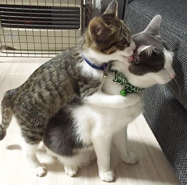 抹茶ちゃんと甜茶ちゃん