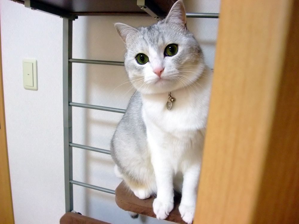 キャットタワーのうにちゃん