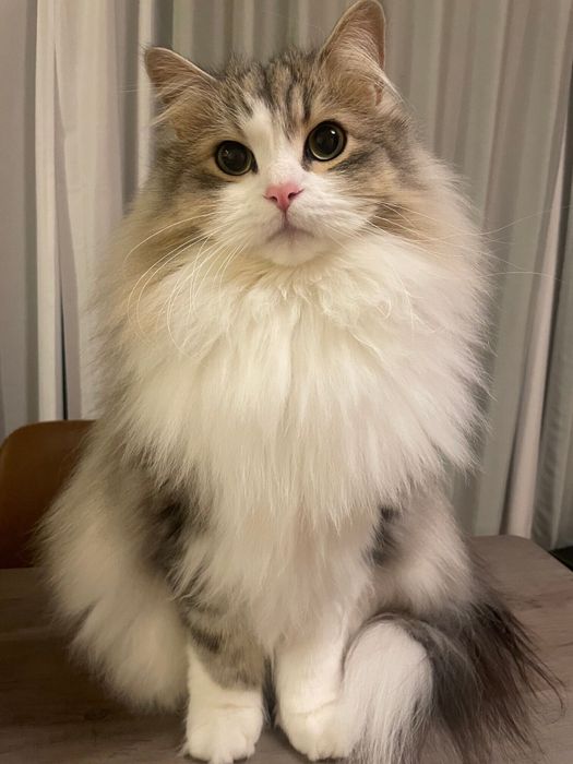 3才になったふゆくん