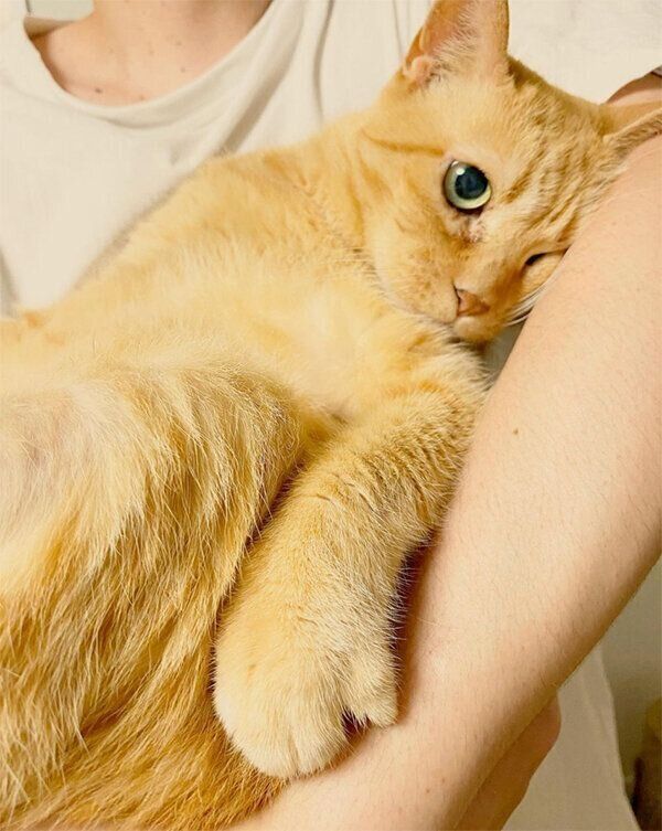 抱っこされるきなこちゃん