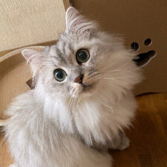 飼い主を見ているアメリカンカール