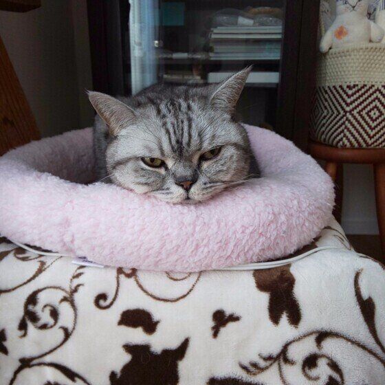 ブリティッシュショートヘアのりくちゃん