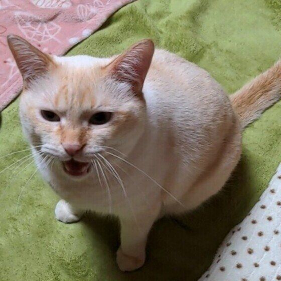 琥珀（こは）時々先代猫シンバ  シャム  朝ご飯