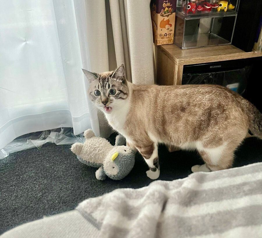 ペンギンのぬいぐるみとちくわくん