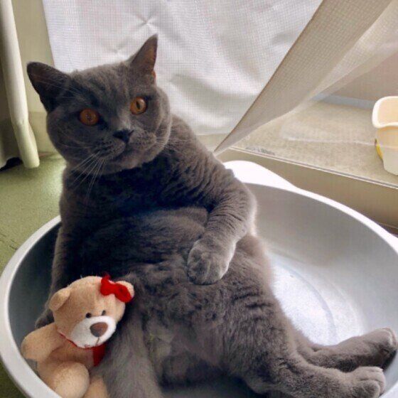 ぬいぐるみに寄り添うブリティッシュショートヘア