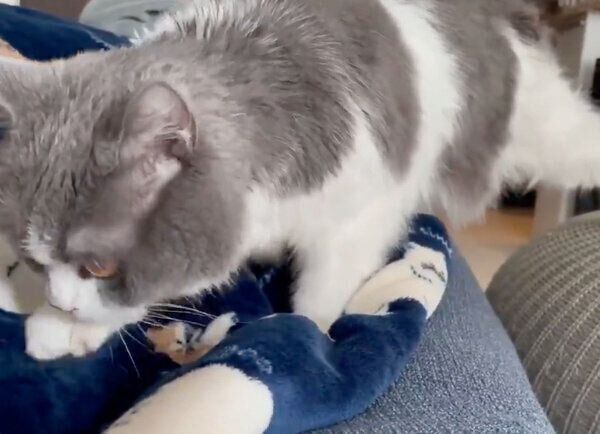 飼い主さんのそばにやってきたソアラちゃん