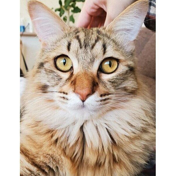 見つめるみきちくん