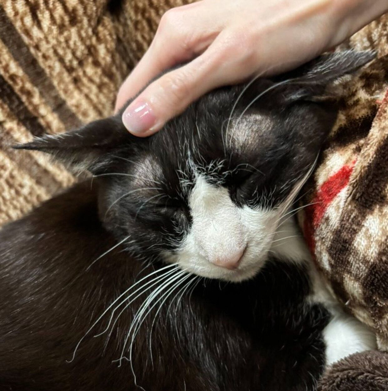 飼い主さんに甘えるロキくん