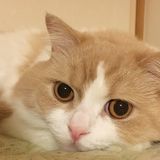 獣医師監修 猫に懐かれない理由とは 懐かれる飼い主になる方法 ねこのきもちweb Magazine