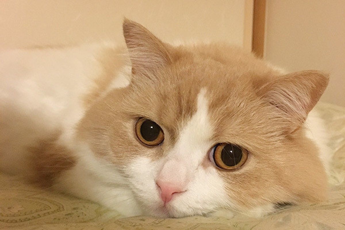 嫌われてる 愛猫がなつかない と悩む飼い主さんにアドバイス ねこのきもちweb Magazine 嫌われてる 愛猫がなつかない と悩む飼い主さんにアドバイス ねこのきもちweb Magazine