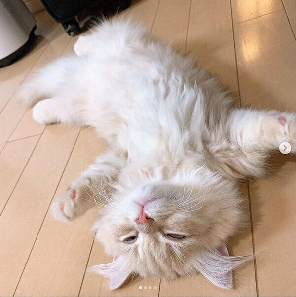 バンザイ寝する猫