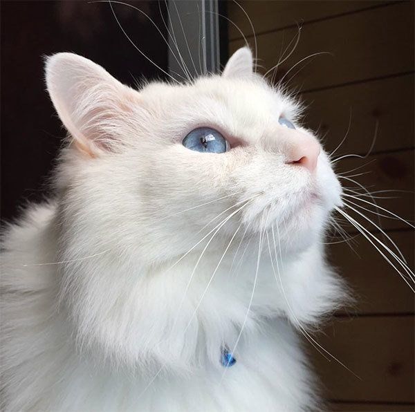 元保護猫・風ちゃん