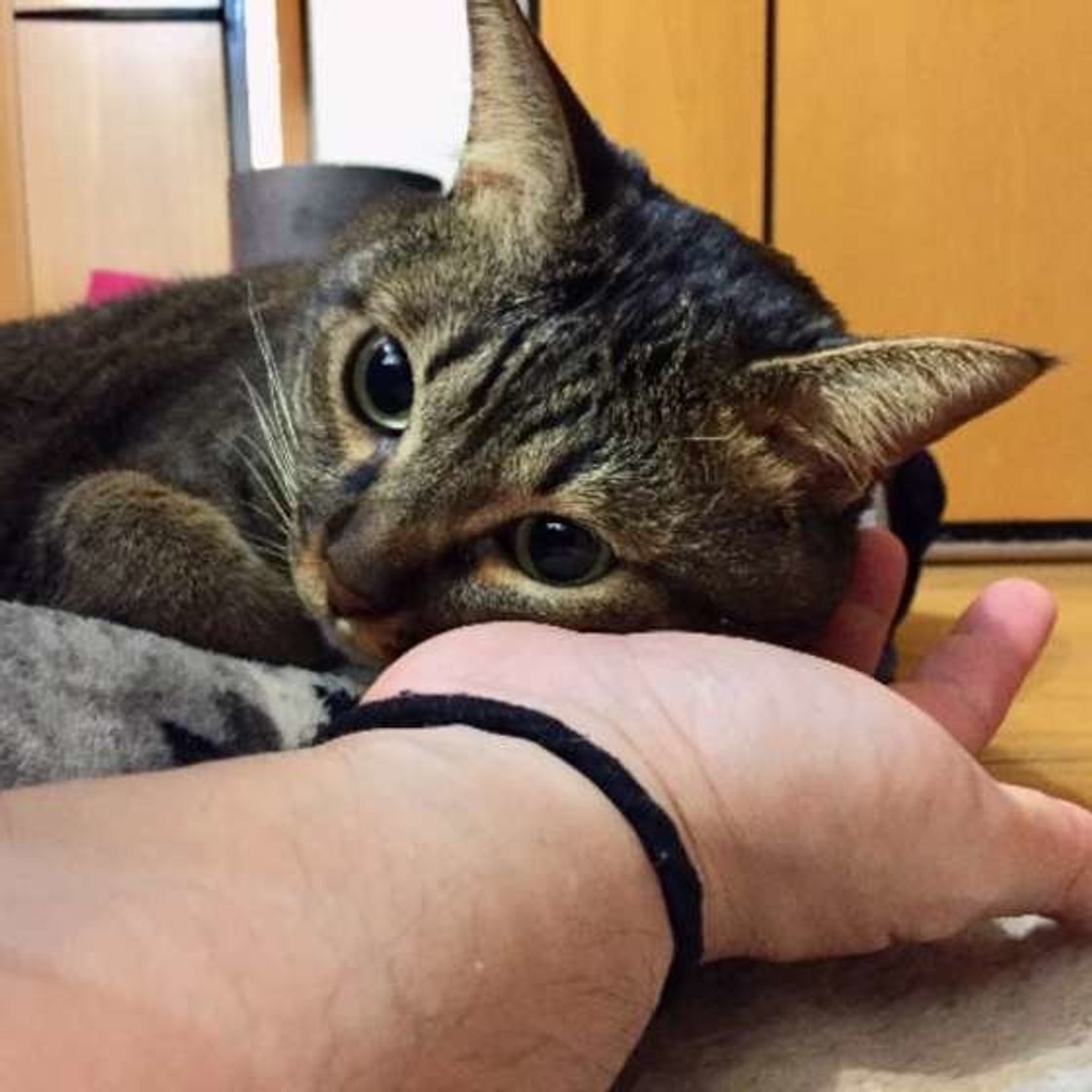 うちだけじゃない 猫飼いさん共感の オス猫あるある10 ねこのきもちweb Magazine うちだけじゃない 猫飼いさん共感の オス猫あるある10 ねこのきもちweb Magazine