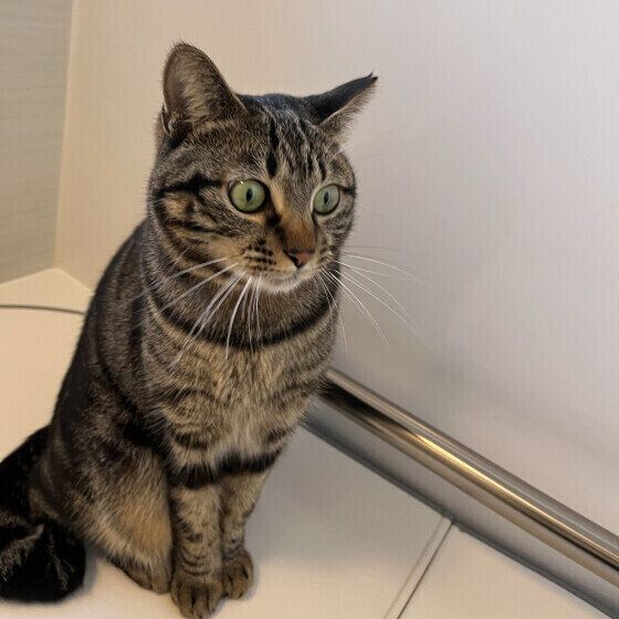 一点を見つめるキジトラ猫