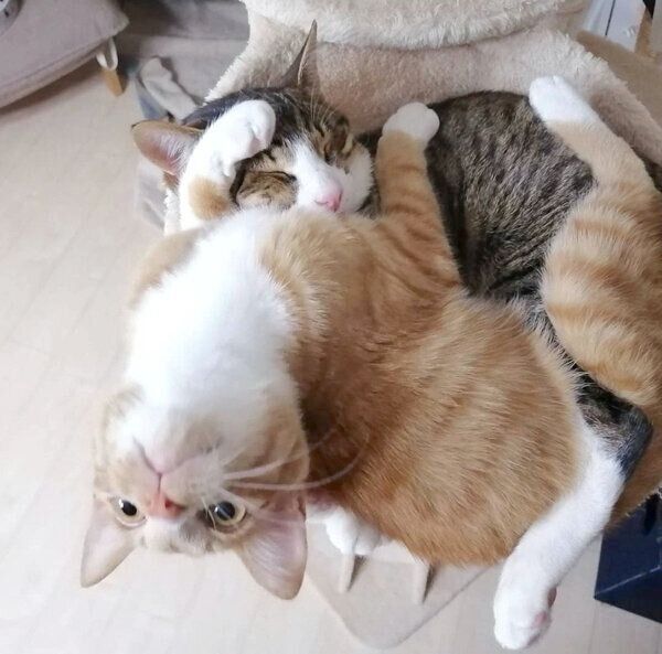 仲良しなあんこちゃん、きなこちゃん