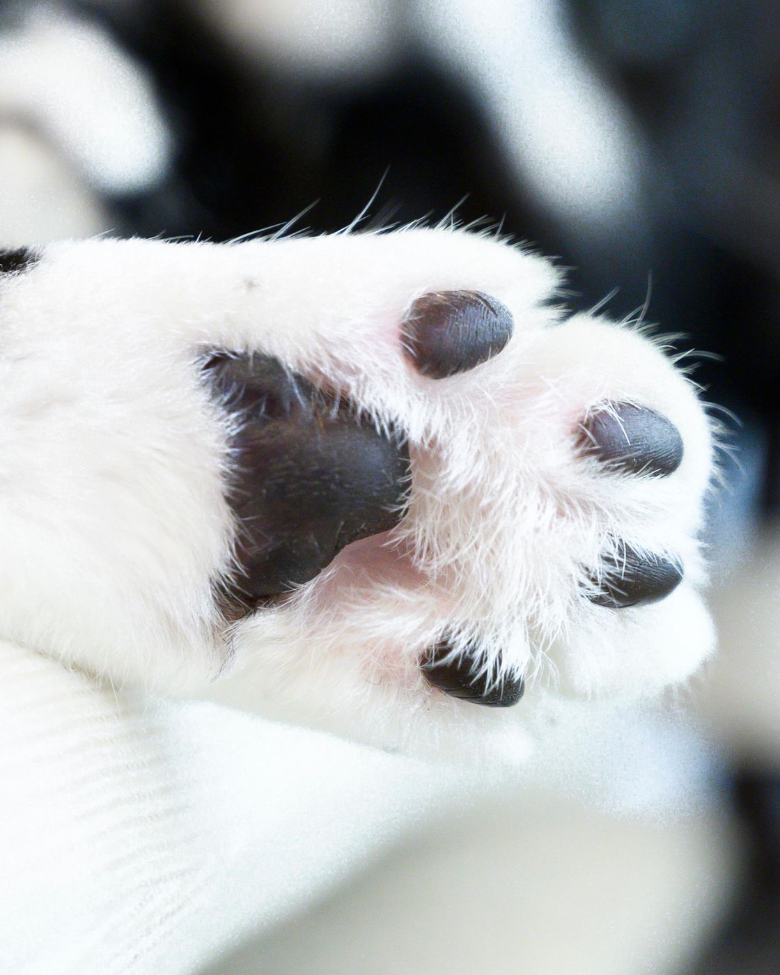肉球で愛猫の性格がわかる 猫の肉球トリビア ねこのきもちweb Magazine 肉球で愛猫の性格がわかる 猫の肉球トリビア ねこのきもちweb Magazine