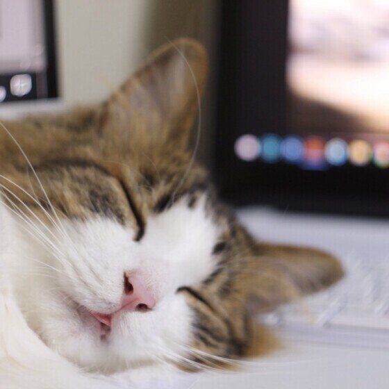 キジトラ りりちゃん