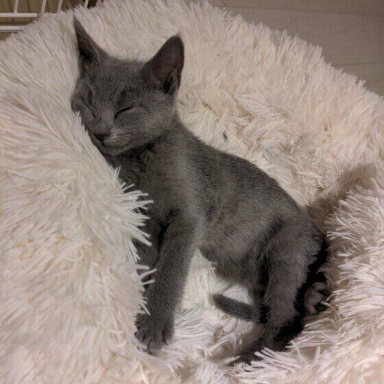 ロシアンブルーのルーちゃん