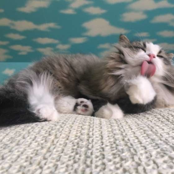 毛づくろいをするラガマフィン