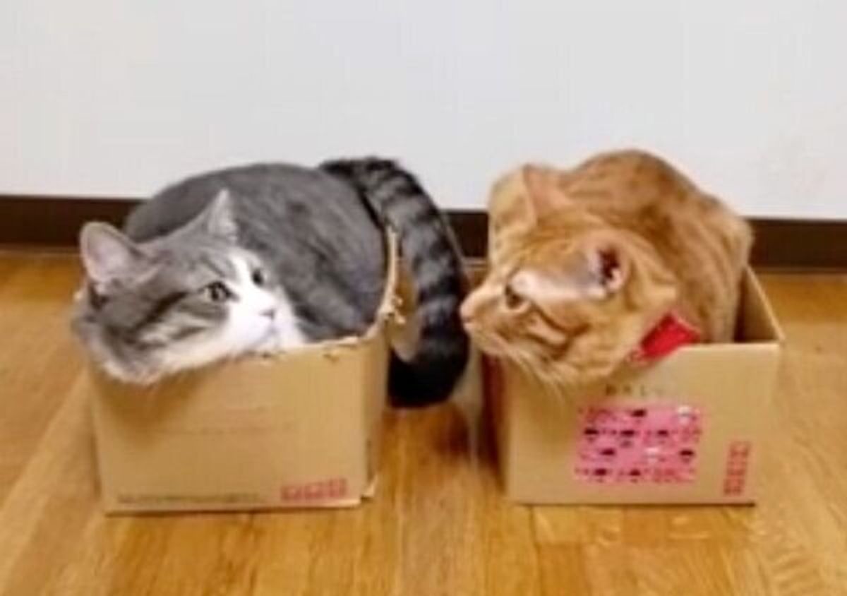 箱の中でギッチギチな兄猫 それを見た弟猫の反応は シュールな光景にほっこり ねこのきもちweb Magazine 箱の中でギッチギチな兄猫 それを見た弟猫の反応は シュールな光景にほっこり ねこのきもちweb Magazine