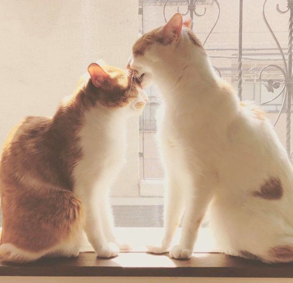 猫のいちごちゃんとタルトちゃん