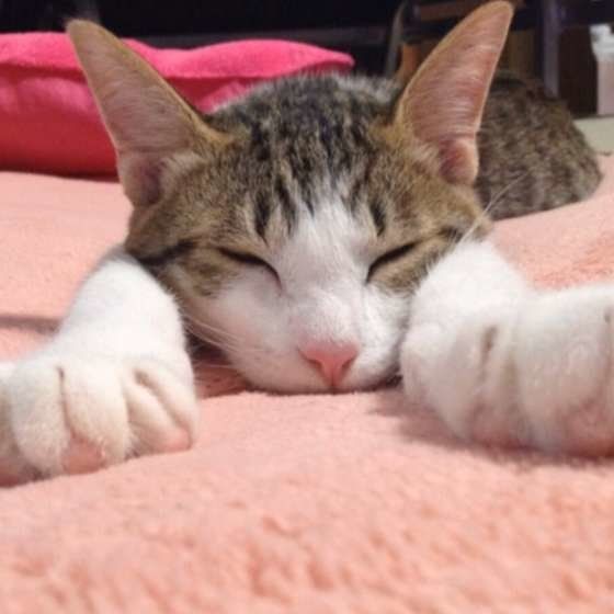 キジトラ　ももちゃん