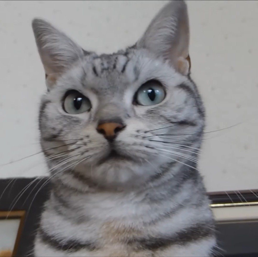 なんの音か気になるあめちゃん