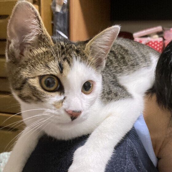 肩乗りニケちゃん