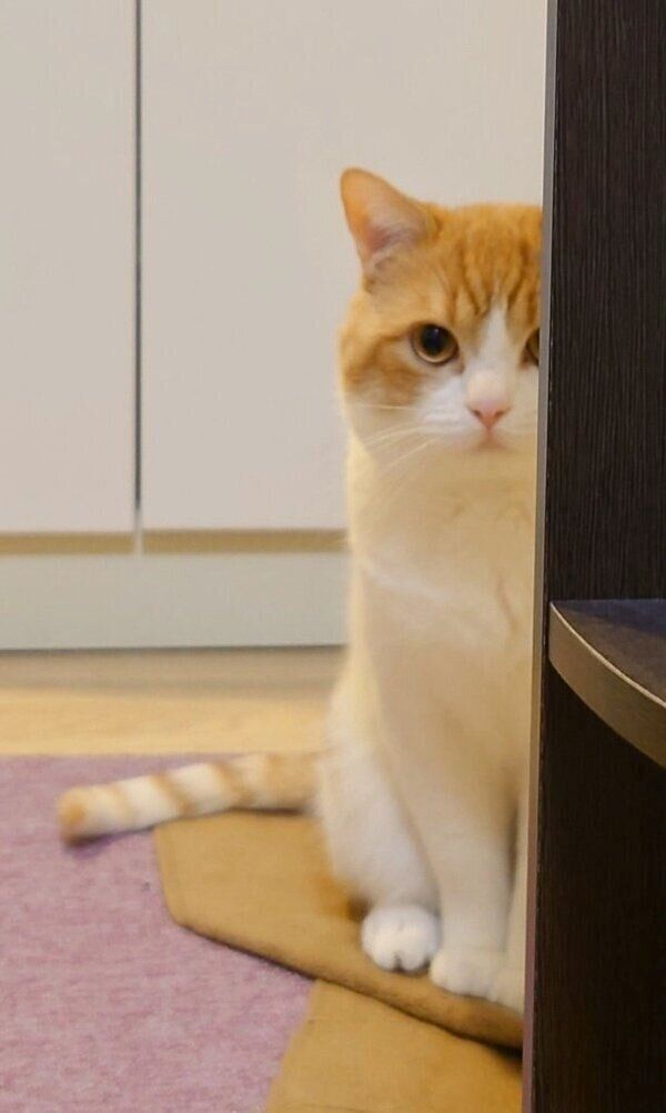 見つめるおちゃまるくん