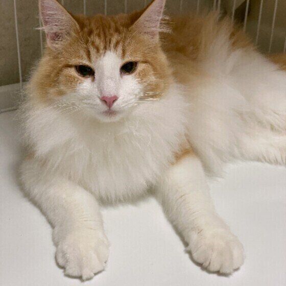 横たわるノルウェージアンフォレストキャットの男の子