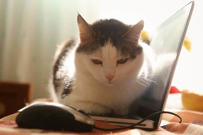 パソコンにのる猫