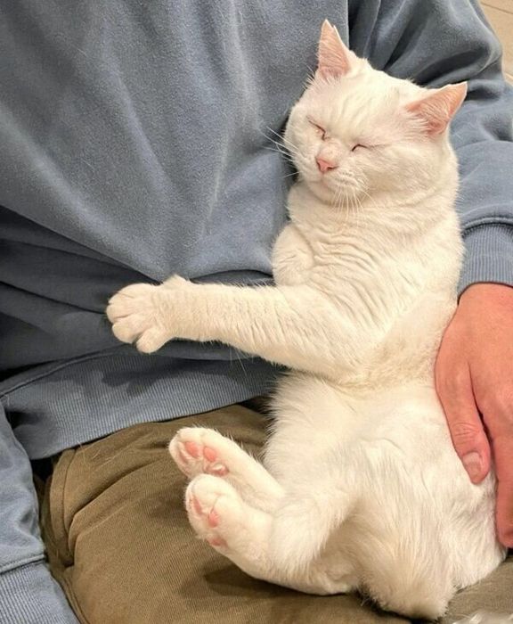 ごはん中の飼い主さんに甘える猫ちゃん