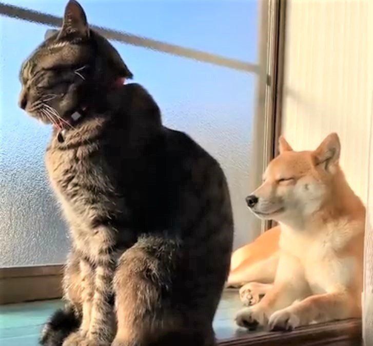 窓辺の猫と柴犬